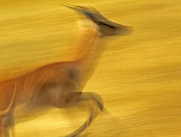 Antilope (Savane)