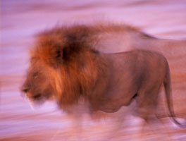 Lion (Savane)